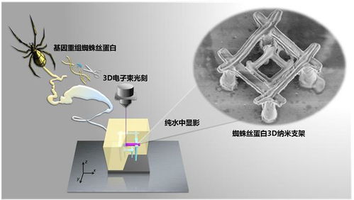 中国科学家研发出纳米机器人,材料竟是蜘蛛丝