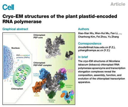 我国成功破解叶绿体基因转录机器的结构,论文登上 cell 封面