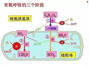 聚焦丨2019年物理 生理学诺贝尔奖项公布,涉及高考相关知识点