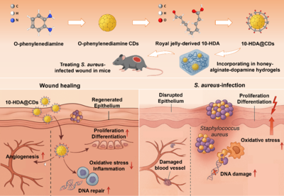蜂源纳米水凝胶 中国农科院蜜蜂研究所助力伤口修复技术革新