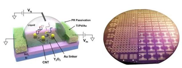 生物基材料技术研发新突破 张志勇教授团队受邀在国际电子器件大会作会议报告