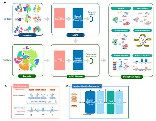 首个单细胞生物学基础大型语言模型 生物基材料技术研发的新里程碑